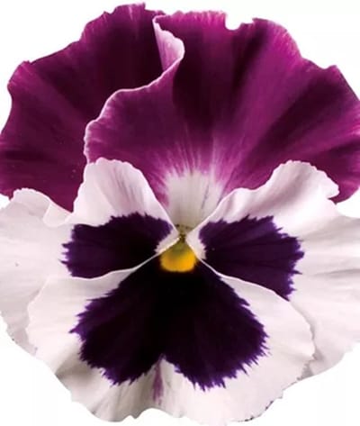 Viola x wittrockiana Carneval® F1 White Burgundy Wing