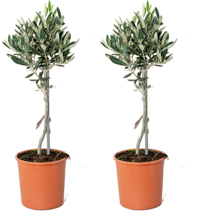 Bloomique - Set van 2 - Olea Europaea - Olijfboom op Stam - Tuinplanten - Winterhard - Hoogte 30-40 cm - Pot 14 cm