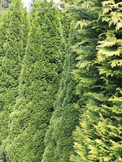 Westerse Levensboom Thuja Smaragd 160-180 cm, 5x Haagplant