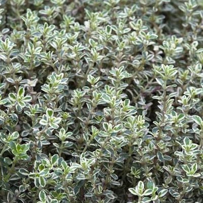6x Thymus citriodorus 'Silver Queen' Pot 9x9cm - Citroentijm: groei, verzorging en gebruik