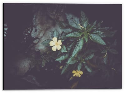 Dibond - Groene Planten met Gele Bloem  - 40x30cm Foto op Aluminium (Met Ophangsysteem)