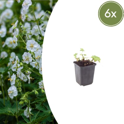 Tuinplantenshop.com | Geranium macr. 'White Ness' | 6 stuks - Ø9cm - 10-25cm hoog - Tuinplant