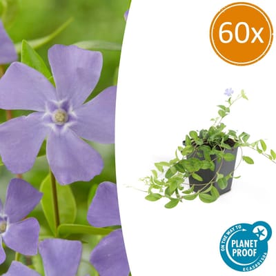 60 Stuks Maagdenpalm, Blauwe Bloemen, Bodembedekker, Vinca minor - 10-25cm - Ø9cm