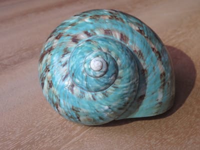 Schelpen 2x naturel-turquoise - zeldzaam - natuurlijk - schelp-grote schelp - oceaan-uniek-decoratie–tropisch–schelp–strandhuis–boho interieur–zee–strand–decoratie-Interieuraccessoire-Bruiloftsdecoratie-Origineel cadeau–strandliefhebbers-aquarium