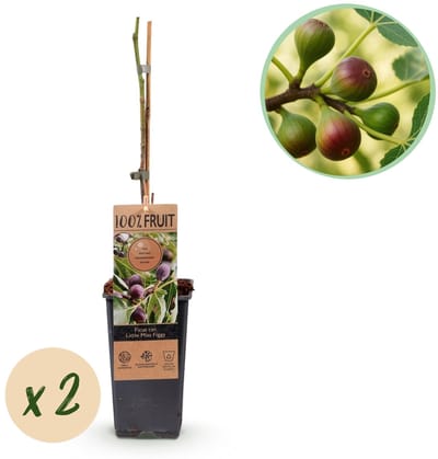 Green boutiQ - Fruitplant - Ficus caria Little miss Figgy - Vijgenboom - Winterhard - Rode Vrucht - 2 Planten - Pot 15cm - Hoogte 50cm
