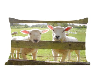 Sierkussens - Kussentjes Woonkamer - 60x40 cm - Schapen - Dieren - Boerderij