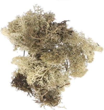 4955-01207 IJslandmoss natuur 50gram