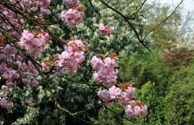 Prunus serrulata 'Kanzan' - Japanse Sierkers, Japanse Kerselaar 60 - 80 cm in pot