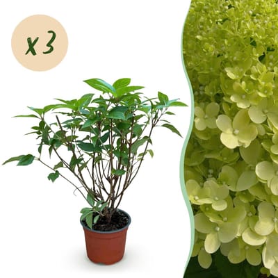 Green boutiQ - Tuinplant - Hydrangea panniculata Limelight - Pluimhortensia - Winterhard - Lime Groen - 3 Planten - Pot 12cm - Hoogte 20-30cm