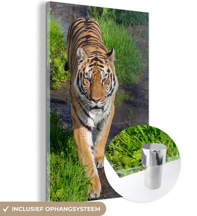 MuchoWow® Glasschilderij 40x60 cm - Schilderij acrylglas - Tijger - Gras - Dieren - Foto op glas - Schilderijen