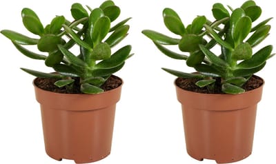 Bloomique - Set van 2 - Crassula Ovata Magical Tree - Jade Plant - Kamerplanten - Vetplant - Succulent - Zeer Gemakkelijk Te Verzorgen - Hoogte 15-20 cm - Pot 12 cm
