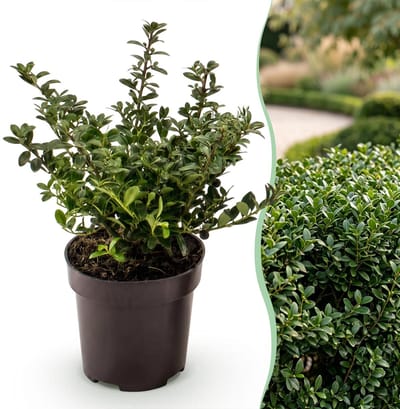 Green boutiQ - 8x Ilex crenata Stokes - Japanse Hulst - Haagplanten - Groenblijvend - Groen - Pot 9cm - Hoogte 20-30cm
