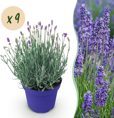 Plantenboetiek.nl | Lavandula angustifolia Hidcote - Lavendel - Winterhard - Paars - 9 Planten - Ø12cm - 15-25cm hoog - Tuinplant
