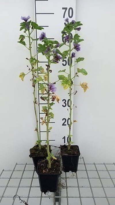 6x Muskuskaasjeskruid - Malva sylv. 'Marina'® ( 'dema') | 9x9 cm pot