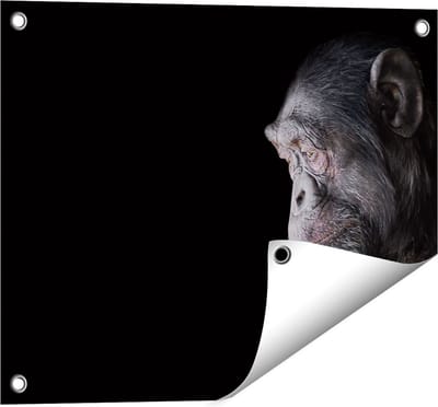 Gards Tuinposter Chimpansee Aap op Zwart Achtergrond - 50x40 cm - Tuindoek - Tuindecoratie - Wanddecoratie buiten - Tuinschilderij