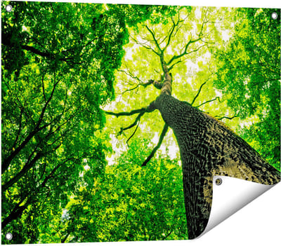 Gards Tuinposter Boom in het Bos met Fel Groene Bladeren - 80x60 cm - Tuindoek - Tuindecoratie - Wanddecoratie buiten - Tuinschilderij