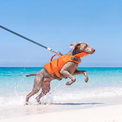 Gilet de sauvetage pour chien Natation Forte flottabilité Maillot de bain pour animal de compagnie Été Sécurité Gilet de sauvetage pour Teckel Chihuahua Teddy Vêtements de piscine extérieure (Orange,XS) orange