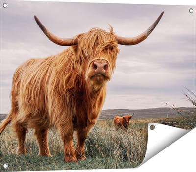 Gards Tuinposter Schotse Hooglander Koeien in de Wei - 80x60 cm - Tuindoek - Tuindecoratie - Wanddecoratie buiten - Tuinschilderij