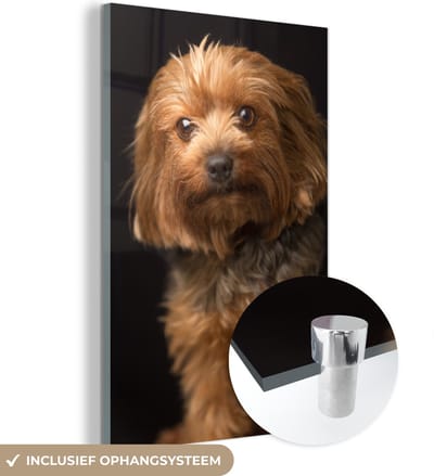 ® Glasschilderij 120x180 cm - Schilderij acrylglas - Portretfoto van een goudbruine Yorkshire Terrier - Foto op glas - Muurdecoratie woonkamer - Wanddecoratie slaapkamer - Schilderijen