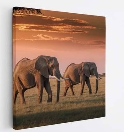 Saammp Canvas Schilderij - 3 Olifanten - Natuur - Dieren - 20x20 - Foto op canvas - Wanddecoratie - muurdecoratie Woonkamer - Slaapkamer decoratie - Canvas Print