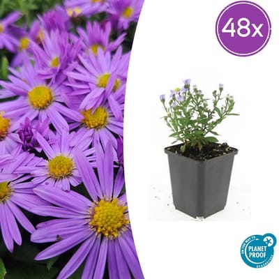Tuinplantenshop.com | Aster (D) 'Prof. Anton Kippenberg' | 48 stuks - Ø9cm - 10-25cm hoog - Tuinplant