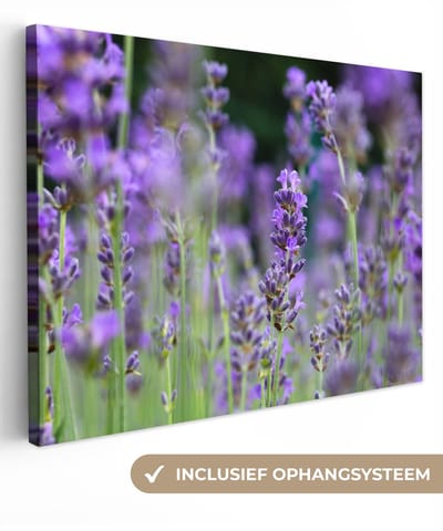 Canvas schilderij 40x30 cm - Wanddecoratie Lavendel - Bloemen - Natuur - Paars - Muurdecoratie woonkamer - Slaapkamer decoratie - Kamer accessoires - Schilderijen op canvas