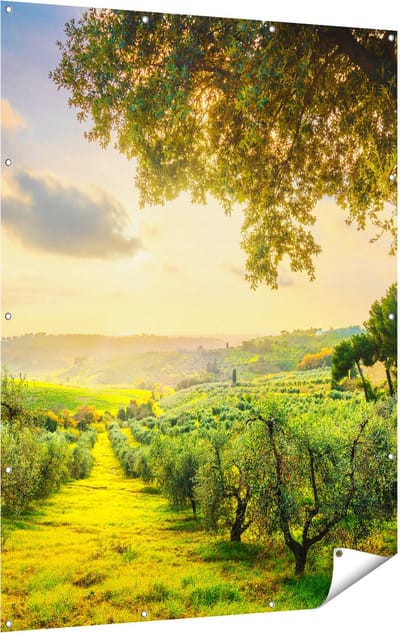 Gards Tuinposter Olijvenbomen - Olijvengaard - 120x160 cm - Tuindoek - Tuindecoratie - Wanddecoratie buiten - Tuinschilderij