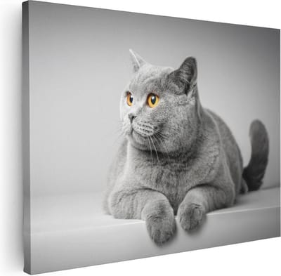 Artaza Canvas Schilderij Britse Kortharige Kat - 40x30 cm - Klein - Muurdecoratie Dierenkop - Wanddecoratie Woonkamer - Kamer Accessoires