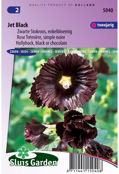 Sluis Garden - Stokroos Jet Black (Alcea rosea)