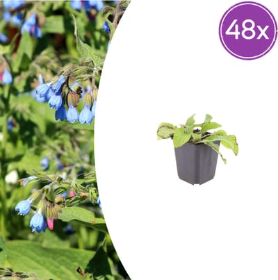 Tuinplantenshop.com | Symphytum grand. 'Wisley Blue' | 48 stuks - Ø9cm - 10-25cm hoog - Tuinplant
