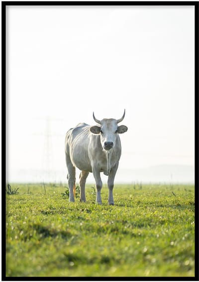 Poster Koe - 30x40cm met Fotolijst – Natuur Poster – Ingelijst