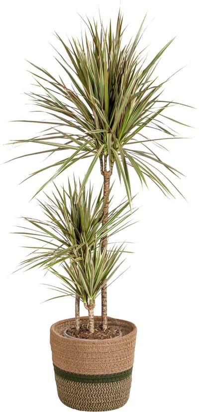 Plantenboetiek.nl | Dracaena Marginata 'Bicolor' met mand - Ø21cm - 110-130cm hoog - Kamerplant - Groenblijvend