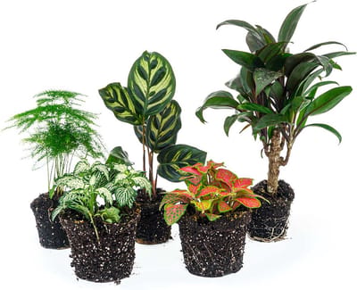 Terrariumplantenpakket Makoyana - 5 planten - Palm - Calathea Makoyana - Asparagus - 2x Fittonia