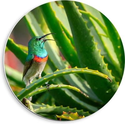 Forex Wandcirkel - Blauw Vogeltje in Groene Takken - 40x40cm Foto op Wandcirkel (met ophangsysteem)
