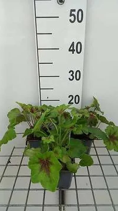 6x Schuimklokje - Heucherella hybr. 'Art Nouveau' | 9x9 cm pot