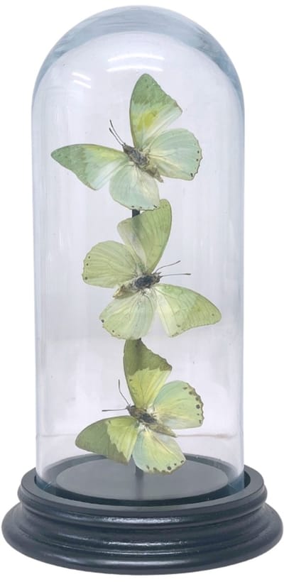 Opgezette vlinders - Charaxes Eupale (3) in glazen stolp 19x 8cm - Geprepareerde vlinders/ insecten Decoratie - Demuseumwinkel.com