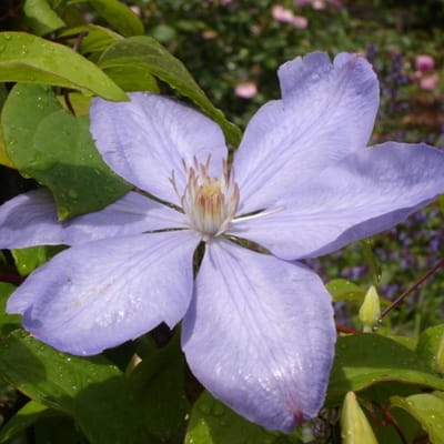 Bosrank (Clematis) - Mrs. Cholmondeley - Vaste planten - Bijen-Vlinders - Klimplant - Zomerbollen - Voorjaarsbollen