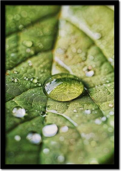 Poster blad met druppels water - 21cm x 30cm a4 - vintage - woonkamer - slaapkamer - bloemen posters - goedkoop - muurposter - natuur - wanddecoratie
