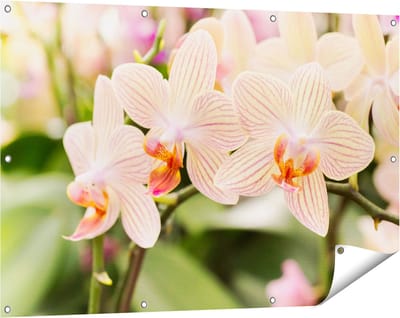 Gards Tuinposter Gestreepte Witte Orchidee Bloemen - 120x80 cm - Tuindoek - Tuindecoratie - Wanddecoratie buiten - Tuinschilderij