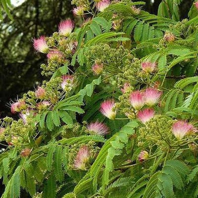 Albizia Julibrissin Ombrella - Zijdeboom 40-50 cm in pot