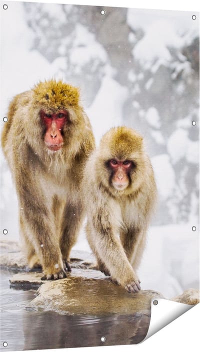 Gards Tuinposter Twee Aapjes in de Sneeuw op Rotsen - 80x120 cm - Tuindoek - Tuindecoratie - Wanddecoratie buiten - Tuinschilderij