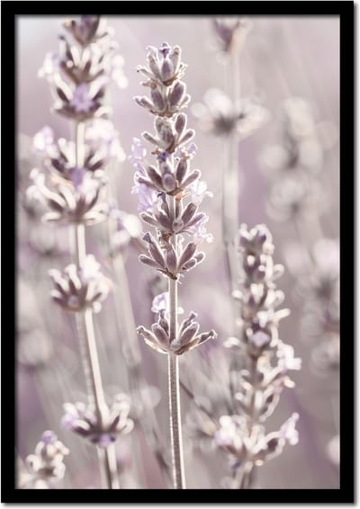 Poster kattenkruid planten in het veld - 21cm x 30cm a4 - vintage - woonkamer - slaapkamer - bloemen posters - goedkoop - muurposter - natuur - wanddecoratie