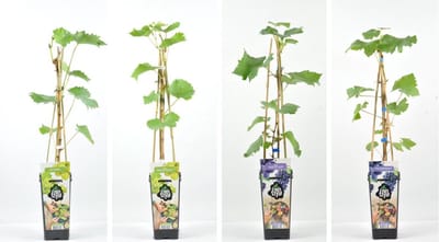 Witte / Blauwe druiven fruitplanten mix - set van 2 verschillende soorten Witte Druiven en 2 verschillende Blauwe Druiven - hoogte 30 / 40 cm