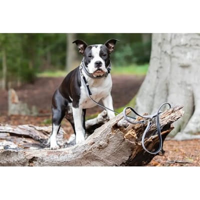 Hondenriem Nobby Pet Velours