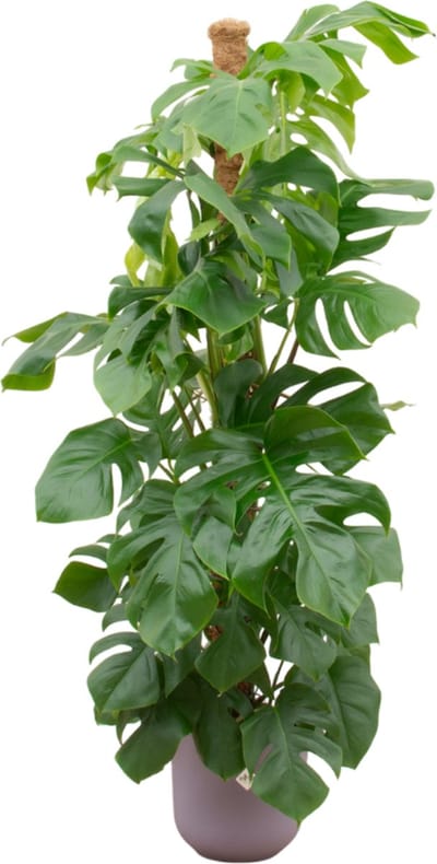 Monstera Pertusum XL inclusief elho Jazz Round lila - Ø26cm - 140-150cm hoog - Kamerplant - Complete set - Plant met pot