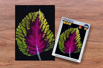 Puzzel Siernetel blad op zwarte achtergrond - Legpuzzel - Puzzel 500 stukjes