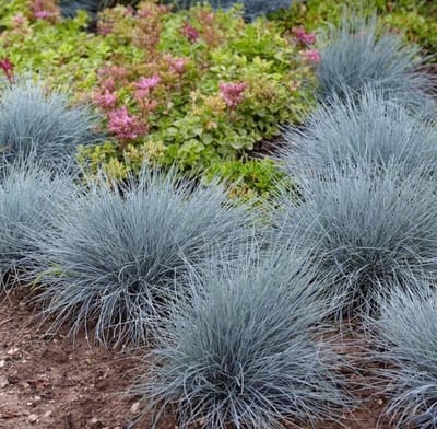 Blauw schapengras (Festuca glauca) - Elijah Blue - Vaste planten - Groenblijvend - Bodembedekkers - Zomerbollen - Voorjaarsbollen - Grassen/kruiden