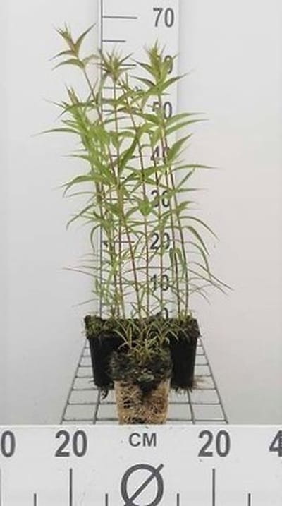 6x Vlambloem - Phlox (m) 'Natascha' | 9x9 cm pot