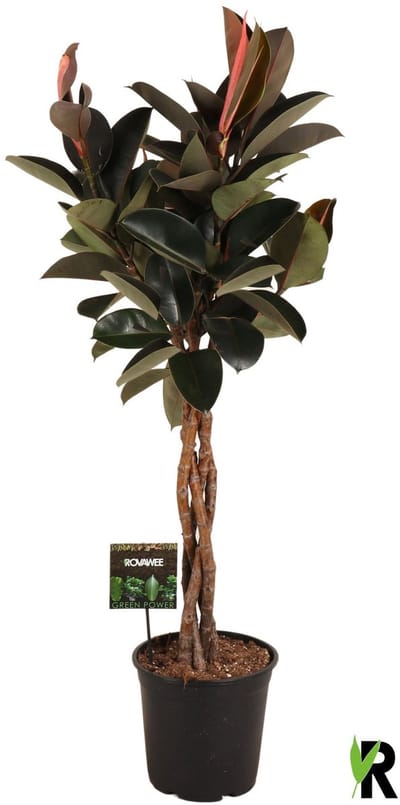 Ficus elastica Burgundy gevlochten stam 130 cm - Kamerplant - Potmaat Ø27 cm