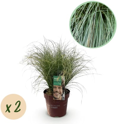 Green boutiQ - Siergrassen - Carex comans Frosted Curls - Groen - 2 Planten - Bladhoudend - Weinig Onderhoud - Pot 17cm Hoogte 50cm